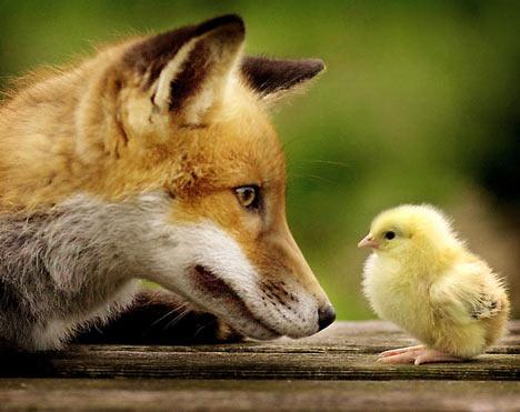 Fox and chicken